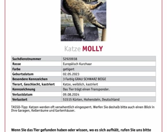 VERMISST: Katze „Molly“, weiblich, kastriert und gechipt