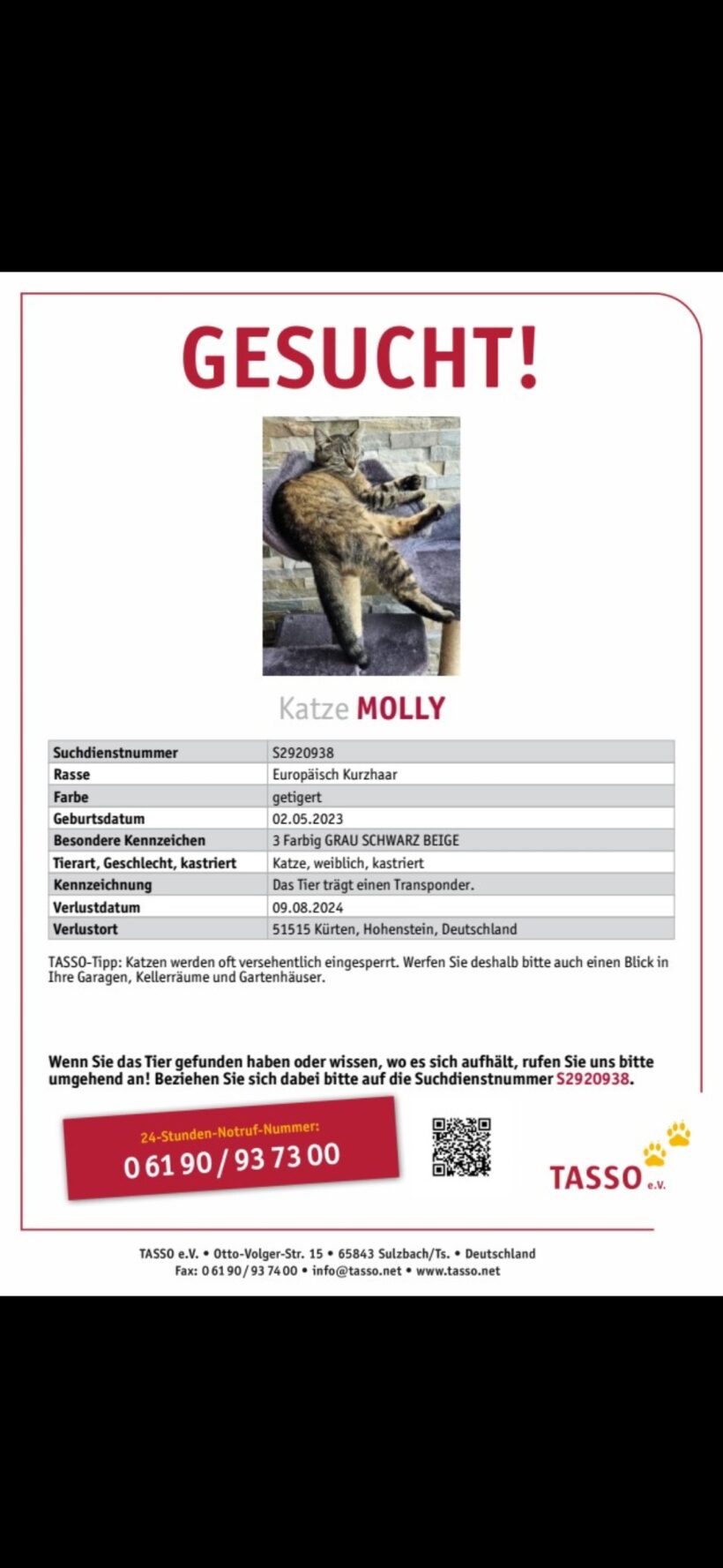 VERMISST: Katze „Molly“, weiblich, kastriert und gechipt