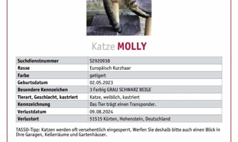 VERMISST: Katze „Molly“, weiblich, kastriert und gechipt