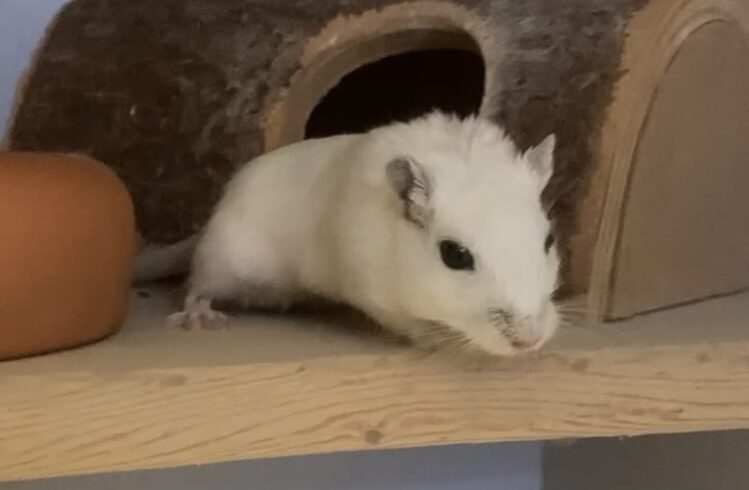 Ronja -sucht dringend neues Partnertier!-