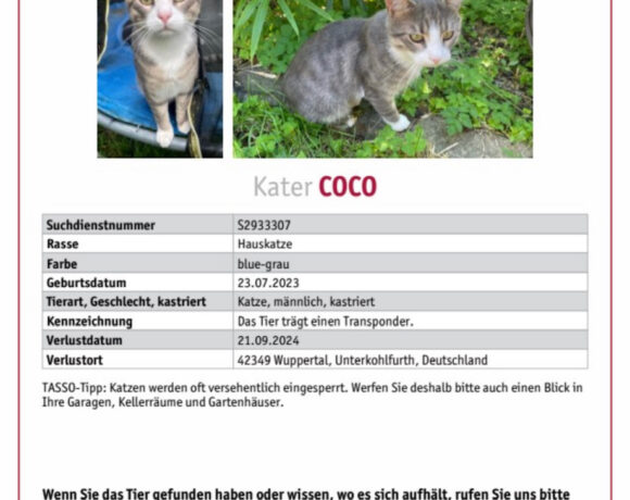 VERMISST : Kater, getigert mit weiß