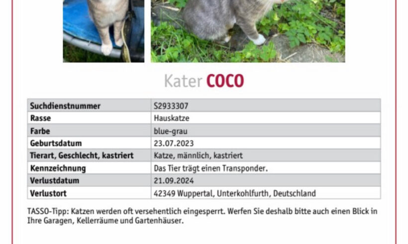 VERMISST : Kater, getigert mit weiß