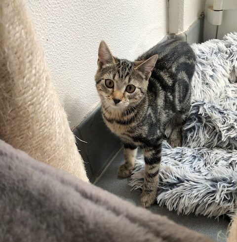 Juno