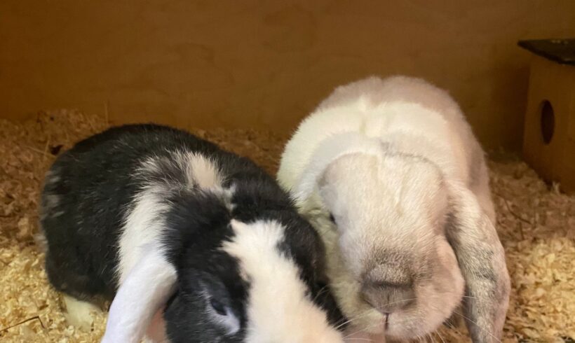 Stormy & Oreo