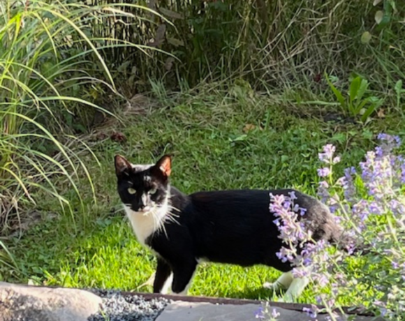 Gefunden: Kater/Katze schwarz-weiß, Bereich Kovelenberg