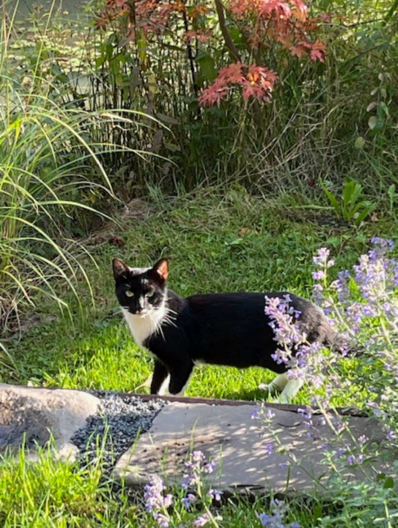 Gefunden: Kater/Katze schwarz-weiß, Bereich Kovelenberg