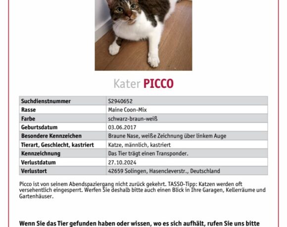 VERMISST: Kater, männlich, kastriert