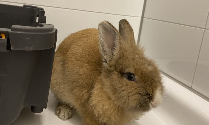 GEFUNDEN: Kaninchen Böckchen, unkastriert, braun weiß