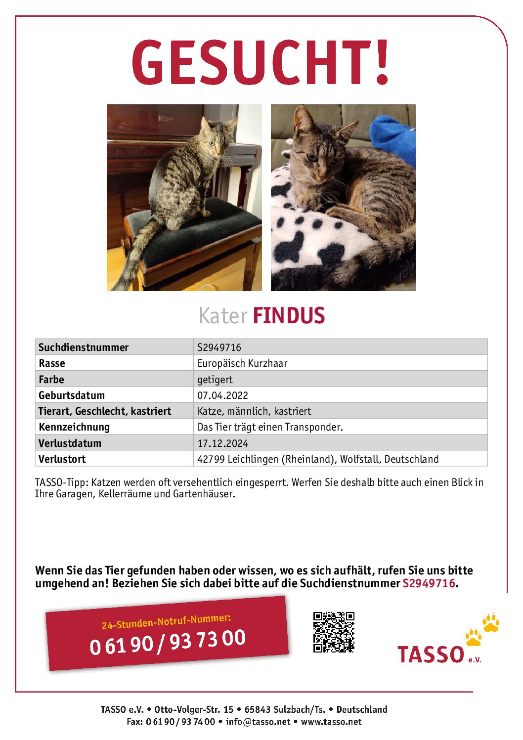 VERMISST: Kater „Findus“