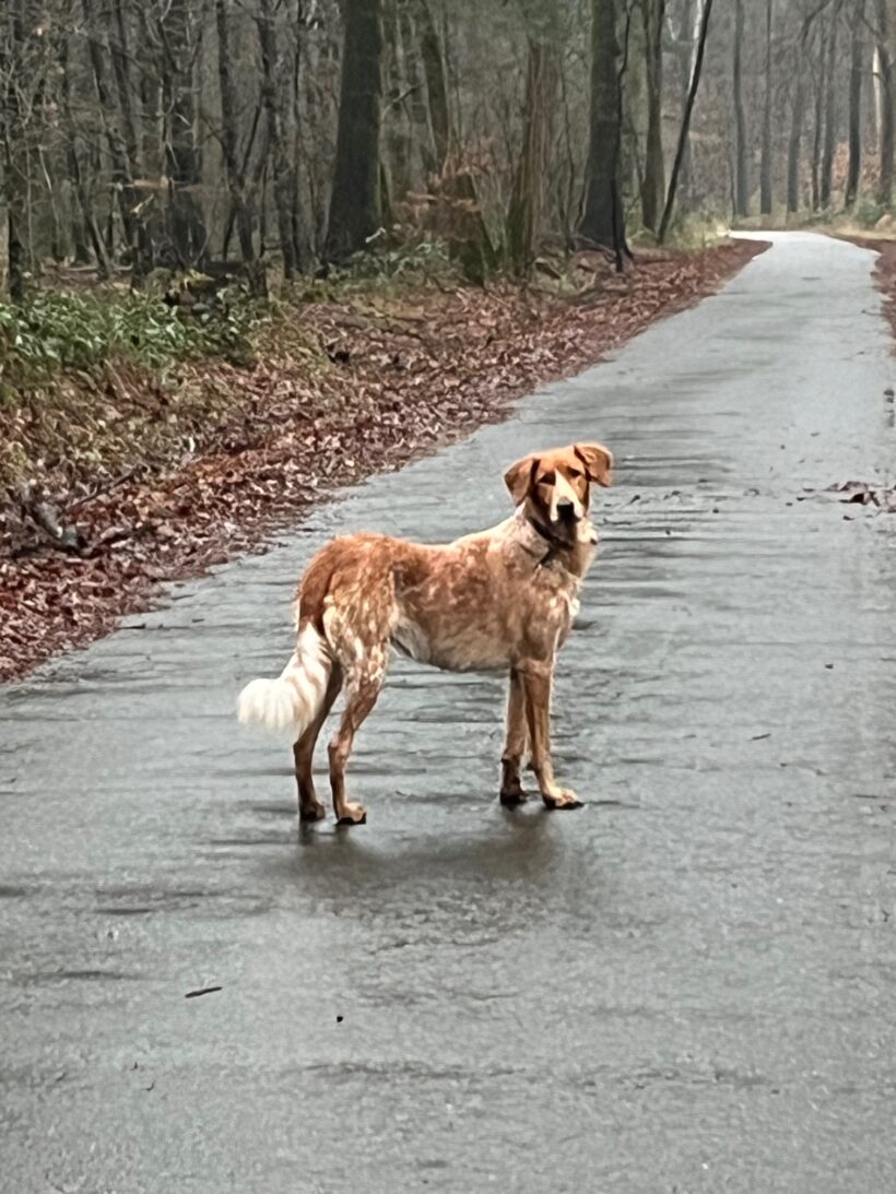 Ginger (aktuell nicht im Tierheim)