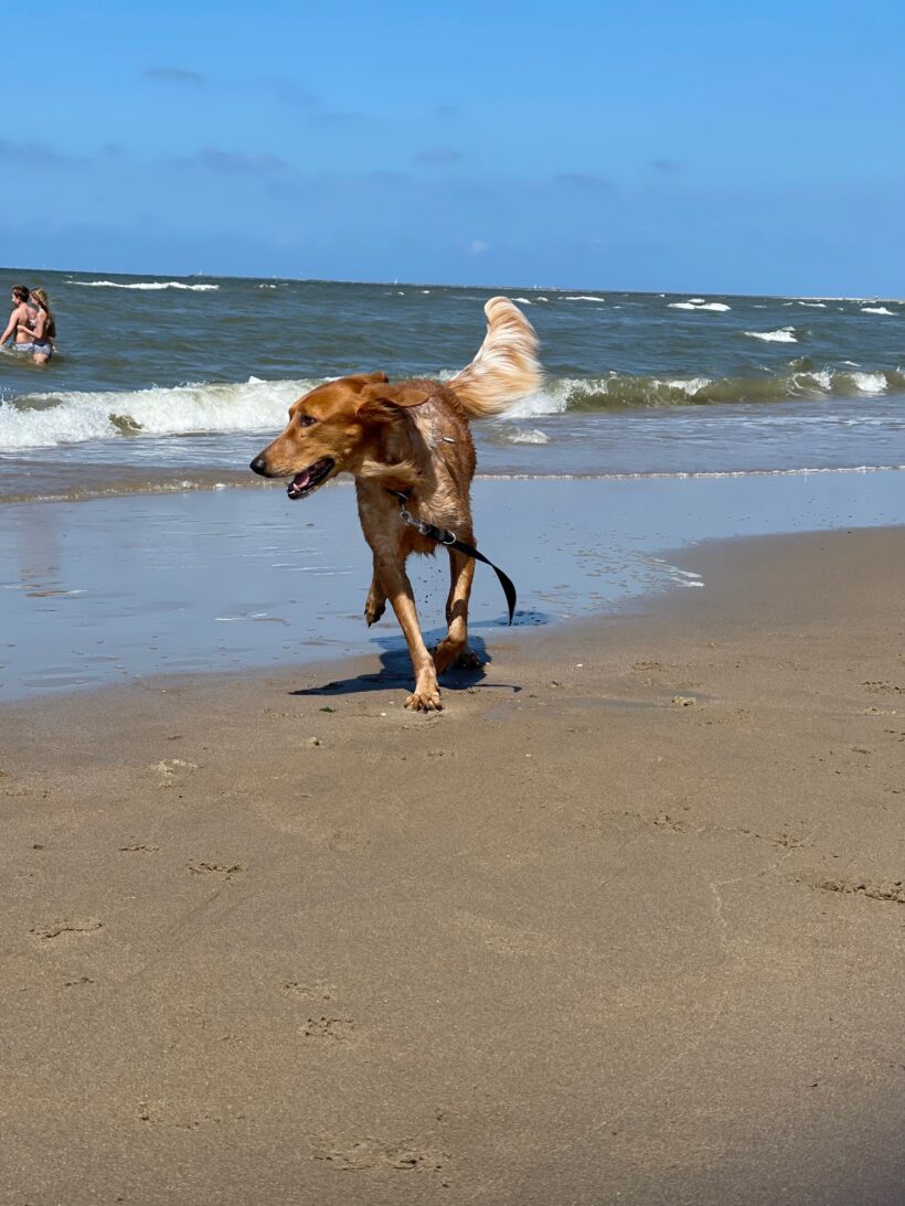 Ginger (aktuell nicht im Tierheim)