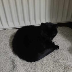 Katze, weiblich, schwarze Fellfarbe, Solingen-Ohligs