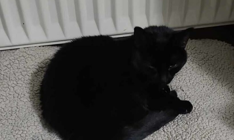 Katze, weiblich, schwarze Fellfarbe, Solingen-Ohligs Katze, weiblich, schwarze Fellfarbe, Solingen-Ohligs