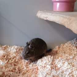 Murphy