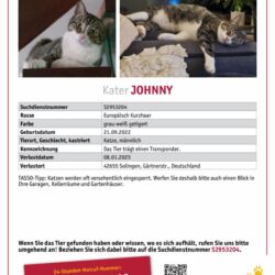 Vermisst: Kater Johnny seit 08.01.2025, 42655 Solingen