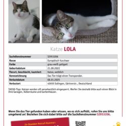 Vermisst: Katze Lola seit 08.01.2025, 42655 Solingen