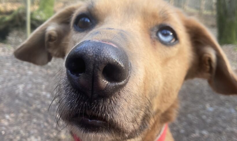 Abbie
