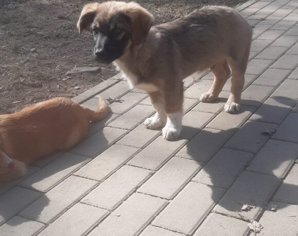 Rüdiger