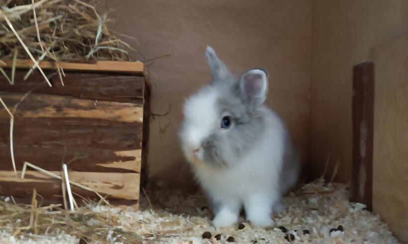 Melchior