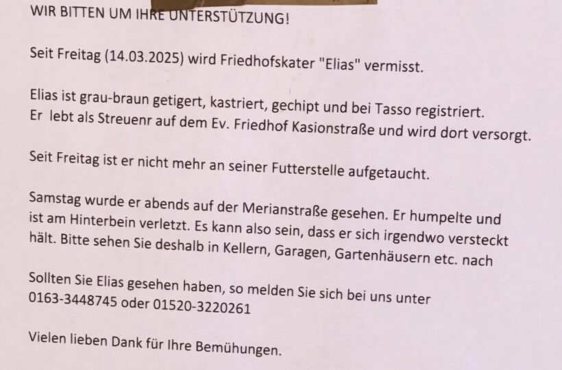 VERMISST: Friedhofskater Elias VERMISST: Friedhofskater Elias