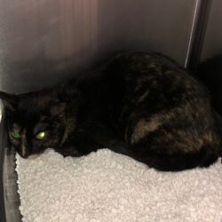 Gefunden: Katze, weiblich, kein Chip