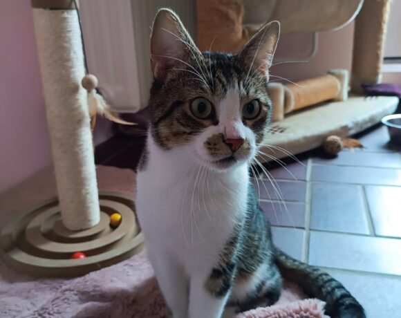 Willi