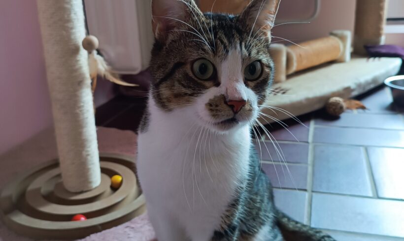 Willi