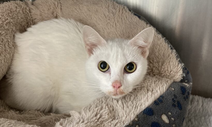 FUND: Katze, weiblich, weiß , nicht gechipt
