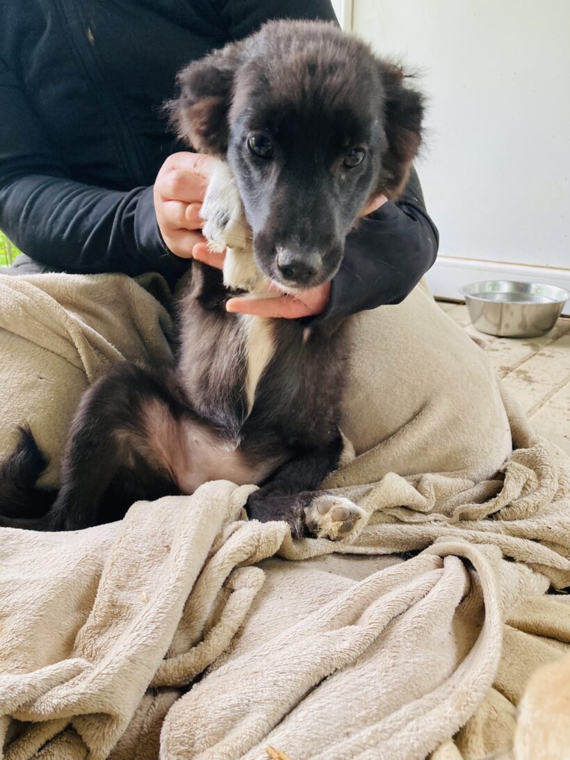Perla