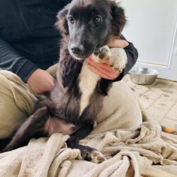 Perla