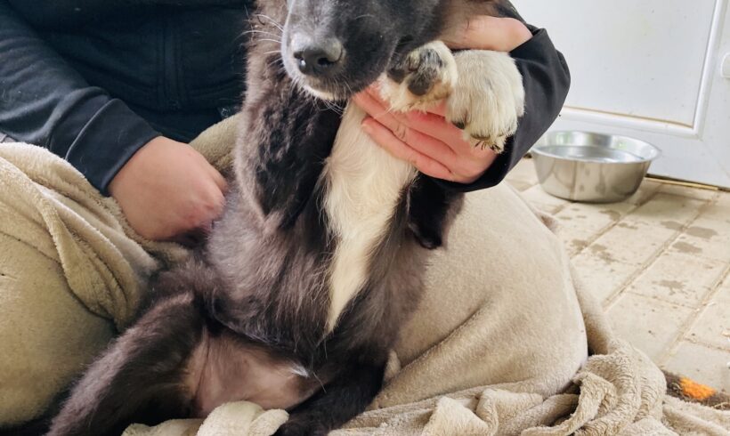 Perla