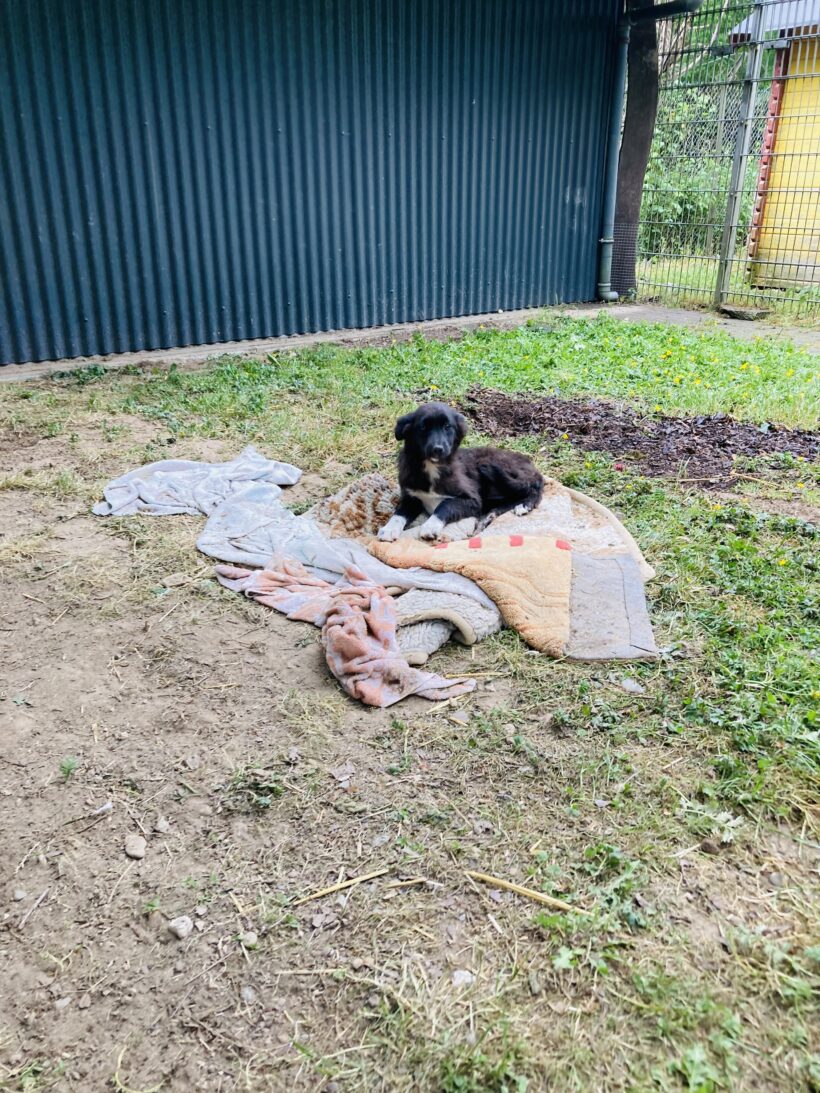 Perla