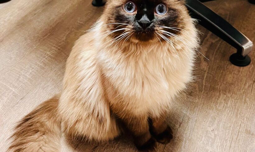 VERMISST: Heilige Birma „Tima“, Kater, kastriert