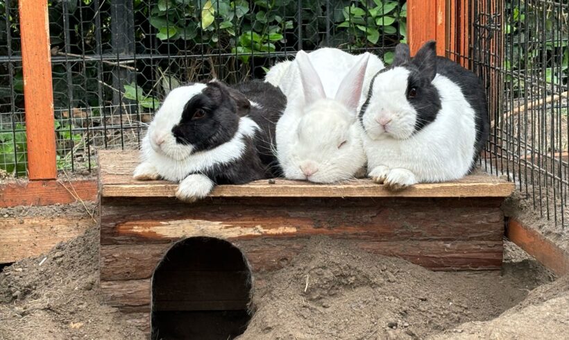 VERMISST: Kaninchen „Elami“