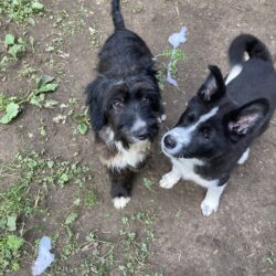Rosalina (rechts)