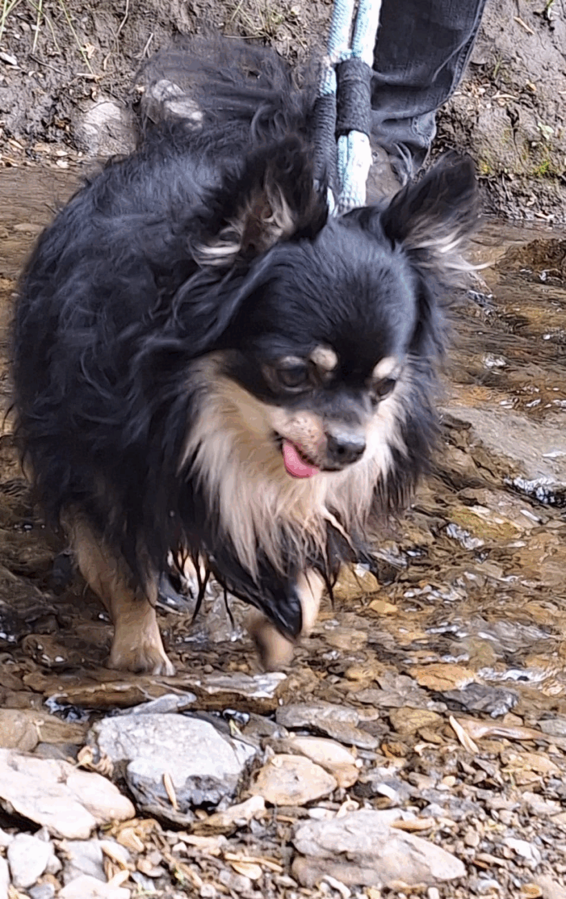 Benji