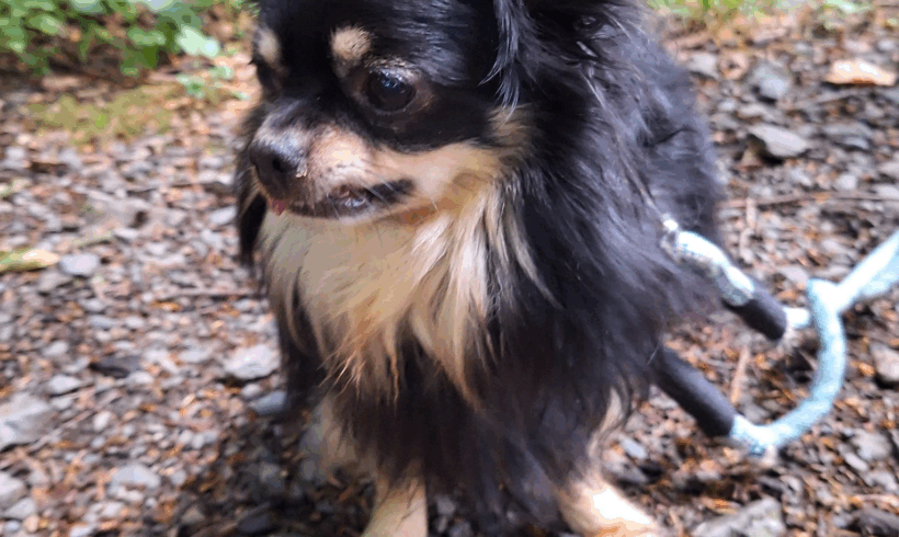 Benji