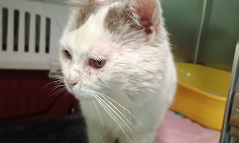 Gefunden: Kater, weiß mit braungrau, unkastriert Gefunden: Kater, weiß mit braungrau, unkastriert
