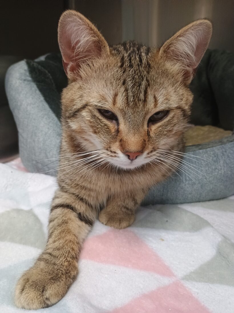 Gefunden: Kater, getigert, unkastriert