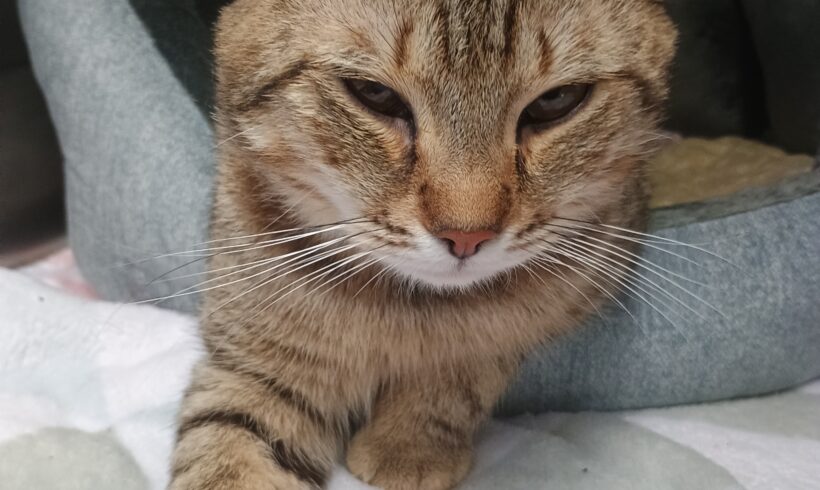 Gefunden: Kater, getigert, unkastriert
