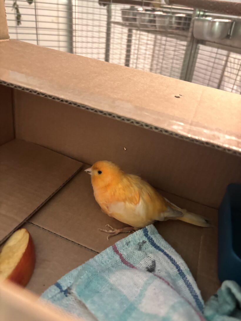 FUND: Kanarienvogel Hahn, orange