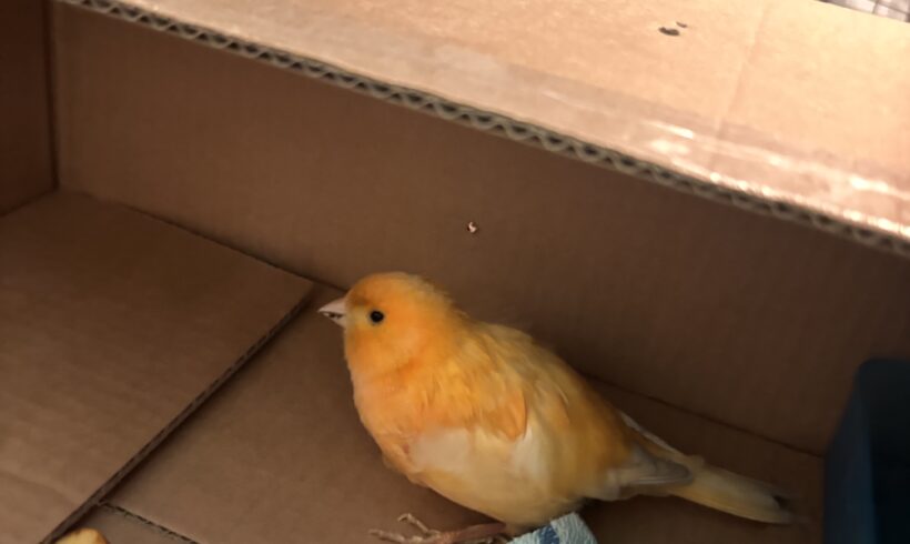 FUND: Kanarienvogel Hahn, orange