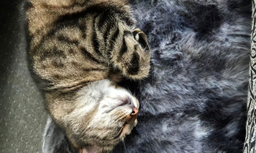 VERMISST: getigerter Kater „Sky“