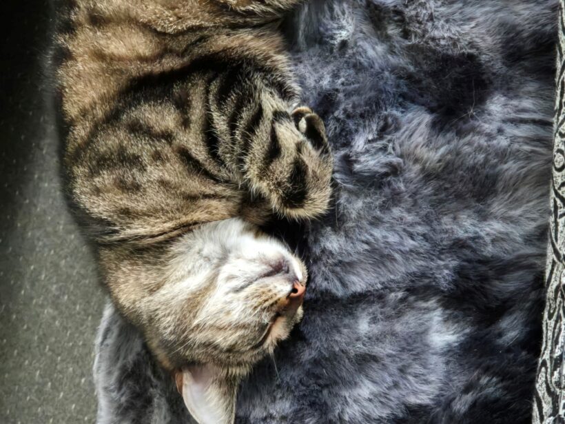 VERMISST: getigerter Kater „Sky“