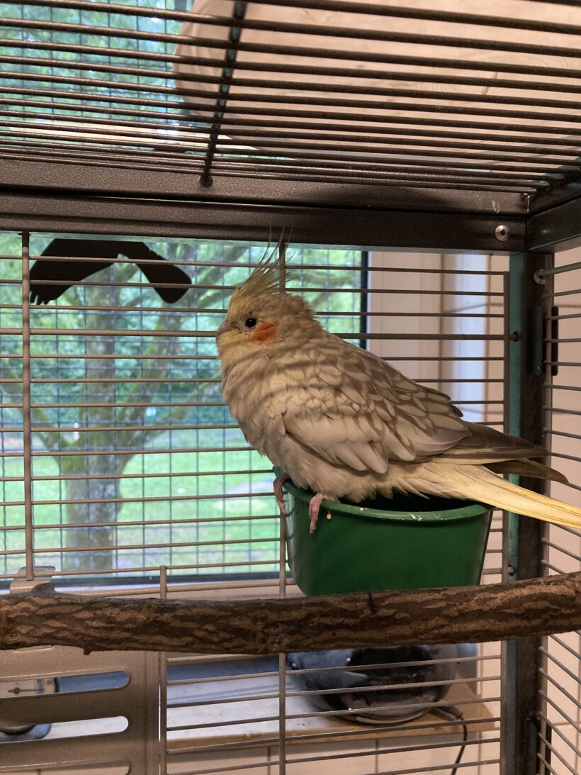 FUND: Nymphensittich, wildfarbend opalin
