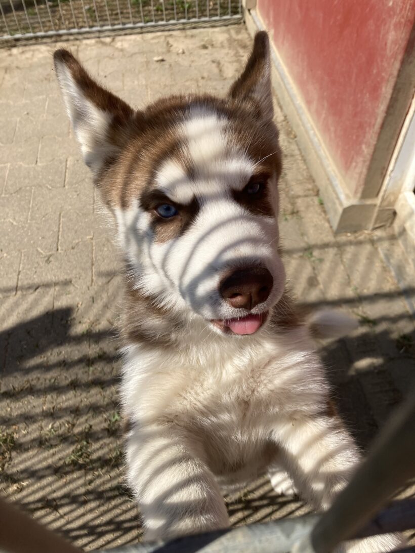 Lulu