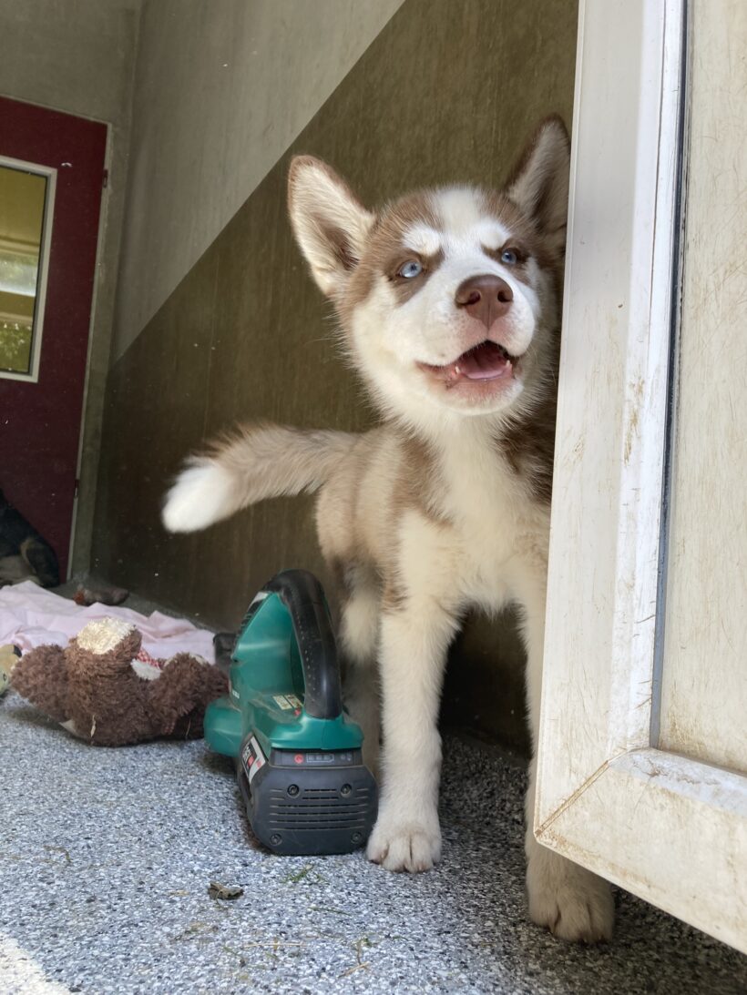 Lulu