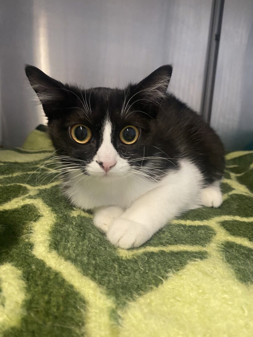 FUND: Katze, weiblich, nicht gechipt, schwarz weiß