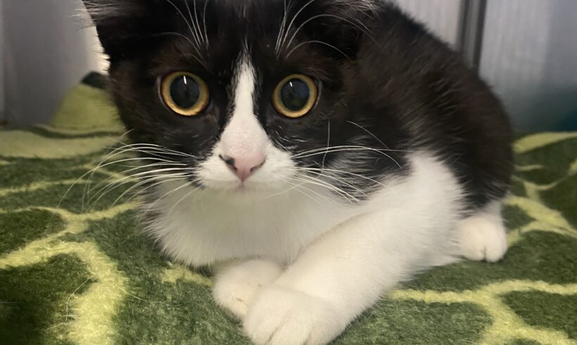 FUND: Katze, weiblich, nicht gechipt, schwarz weiß