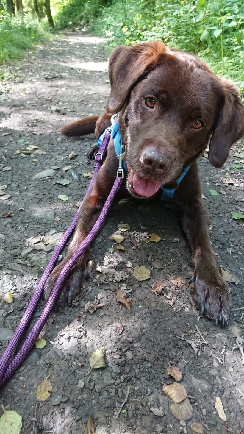Benji